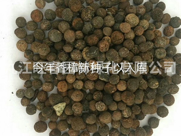 種子展示
